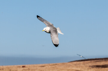 Black-legged Kittiwake (Rissa tridactyla) at St. George Island, Pribilof Islands, Alaska, USA