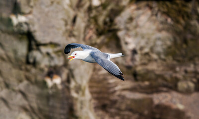 Black-legged Kittiwake (Rissa tridactyla) at St. George Island, Pribilof Islands, Alaska, USA