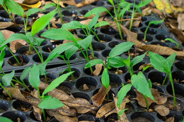 Krachai sapling in a black seedling tray covered with dry leaves closes up concept.