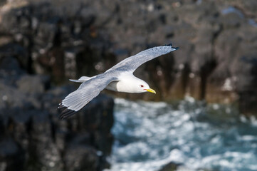 Black-legged Kittiwake (Rissa tridactyla) at St. George Island, Pribilof Islands, Alaska, USA