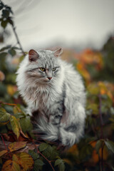 Obraz premium Photo of a wild gray cat in the autumn garden.