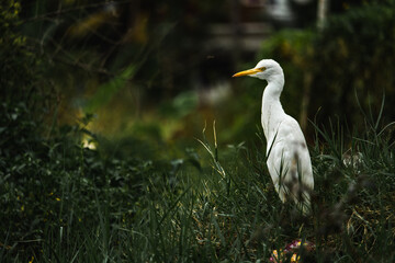 great egret