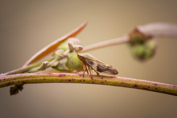 the unique cicada is disguised under the environment