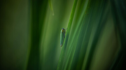 the unique cicada is disguised under the environment