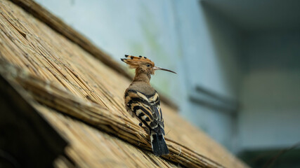amazing hoopoe sitting on the roof of a building © Alex