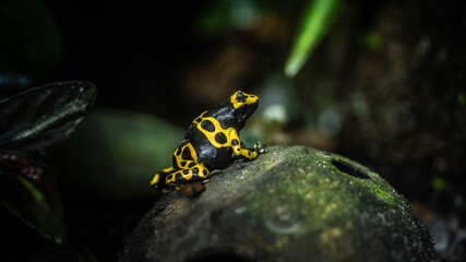 Exotic Dendrobates leucomelas sits on a rotten coconut shell