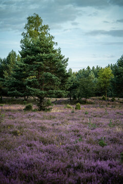 a beautiful field dotted with flowering heather and a picturesque Christmas tree