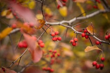 bush with bright red fruits on a background of yellowed autumn leaves