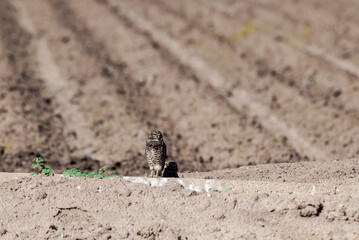 Burrowing Owl (Athene cunicularia) in Salton Sea area, Imperial Valley, California, USA