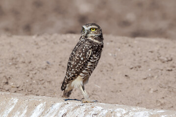 Burrowing Owl (Athene cunicularia) in Salton Sea area, Imperial Valley, California, USA