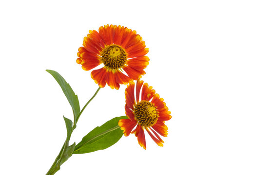 red gelenium flowers isolated