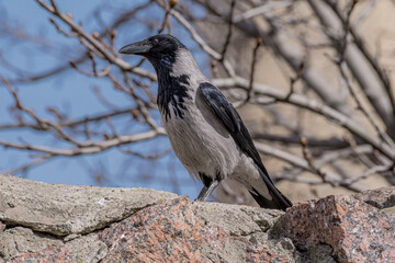 Hooded Crow (Corvus cornix) in park, Central Russia