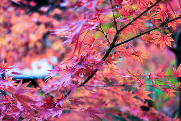鎌倉の紅葉