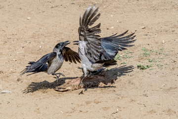 Hooded Crows (Corvus cornix) in park, Central Russia