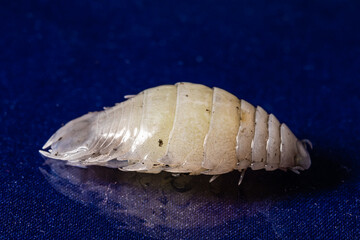 small sea cicada in macro photography