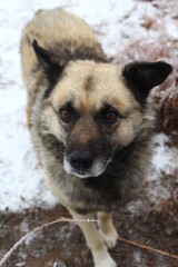 Senior Dog in winter snow