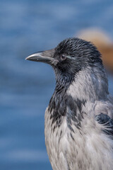 Hooded Crow (Corvus cornix) in park, Central Russia