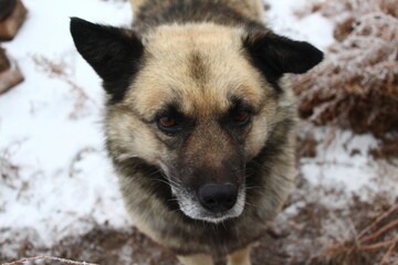 Naklejka premium Senior Dog in winter snow