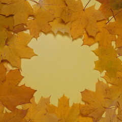 Yelloy maple frame leaves on the yellow background. autumn concept. The frame. Copy Space