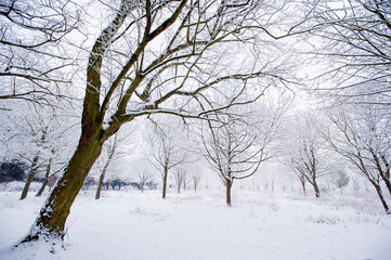 Snow covered trees in woodland, Leicestershire, England, UK.