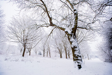 Snow covered trees in woodland, Leicestershire, England, UK.