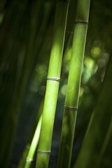 Green fresh bamboo leaves, new life