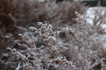 Dry grass covered with frost and snow in winter