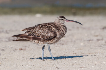 Long-billed Curlew (Numenius americanus) in Coal Oil Point Reserve, California, USA