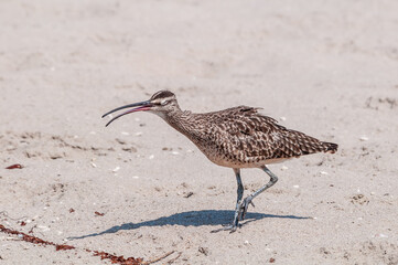 Long-billed Curlew (Numenius americanus) in Coal Oil Point Reserve, California, USA