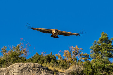 Fototapeta na wymiar Griffon vultures, Gyps fulvus flying around the Serrania de Cuenca at Una, Spain.