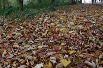 Autumn leaves on the ground