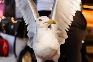 White seagul bird with big winspread close-up.