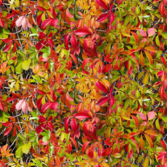 Wild grapes in autumn. Seamless floral background from colorful leaves - 469268993