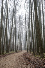 trail through the foggy autumn forest, calmness 