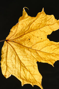 Yellow Maple autumn leaf texture. Autumn. Selective focus. Shallow depth of field