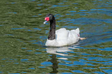 Black-necked Swan (Cygnus melancoryphus) in park, Buenos Aires, Argentina