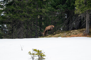 a red deer stag, cervus elaphus, on the mountain at a autumn day