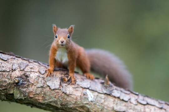 Eurasian red squirrel (Sciurus vulgaris) looking at camera while climbing tree trunk