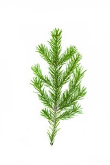 A branch of a green spruce on a white background with copy space.Blank, background for a holiday card for Christmas, new year 