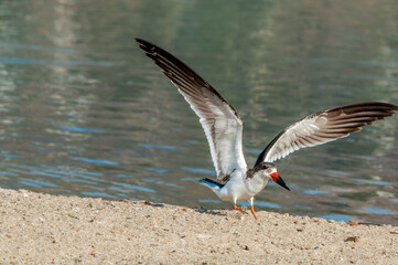 Adult Black Skimmer (Rhynchops niger) in Malibu Lagoon, California, USA