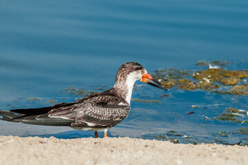 Immature Black Skimmer (Rhynchops niger) in Malibu Lagoon, California, USA