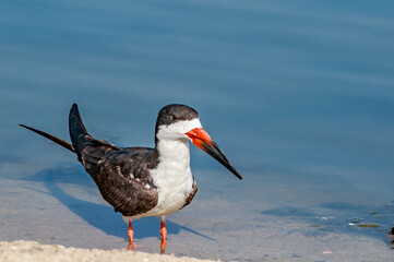 Adult Black Skimmer (Rhynchops niger) in Malibu Lagoon, California, USA