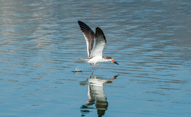 Immature Black Skimmer (Rhynchops niger) in Malibu Lagoon, California, USA
