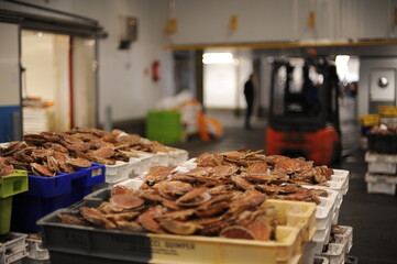 Fresh scallops in shells, seafood, fruit de mer, hotate, St James shell, pecten maximus,mollusks mollusca in a market