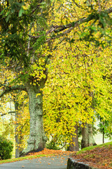 ニュージーランド　ネルソンの市街地にある紅葉で黄色に色づいた街路樹