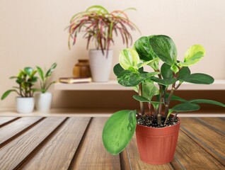 Potted green house plant with leaves on wooden table