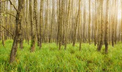 Panoramic view of a wetland forest.