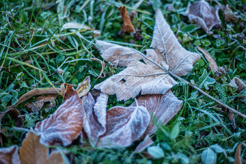 first frost on dry leaves in late autumn, early frost on plants, frost is a natural phenomenon.
