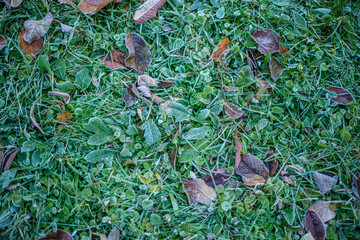 frost on green grass in late autumn, early frost on green plants, frost is a natural phenomenon.