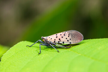  Lycorma delicatula, Lycorma delicatula is a planthopper and infesting